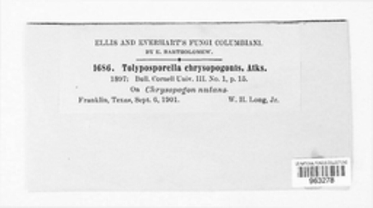 Tilletiariaceae image